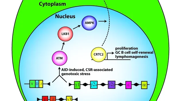Germinal Center B Cell