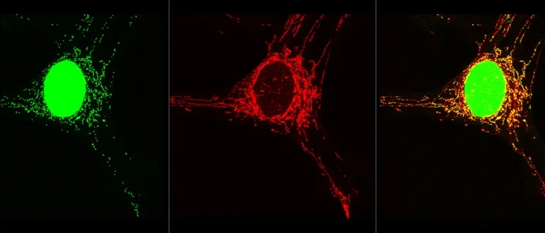 nuclear and mito stains in triplicate of a cell