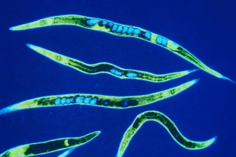 Teitell Lab Collaborates on Study of Metabolite that Extends Lifespan in Worms