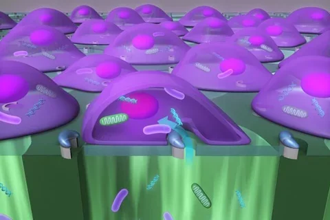 UCLA Researchers Develop High-Throughput Delivery System for Placing Large Cargo into Cells