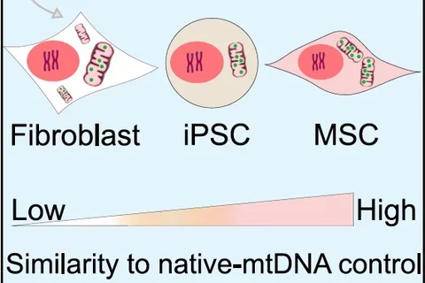 Graphical Abstract - Similarity to native-mtDNA control