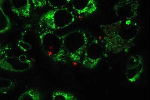 UCLA Researchers Use a Nanoblade to Transfer Mitochondria into Living Cells