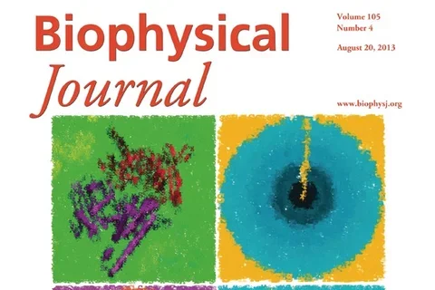 Biophysical Journal Cover Vol. 105 Number 4 Aug 21, 20213