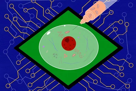 mitochondrial and nuclear DNA pairings