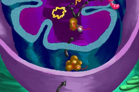 repairing mutations in human mitochondria