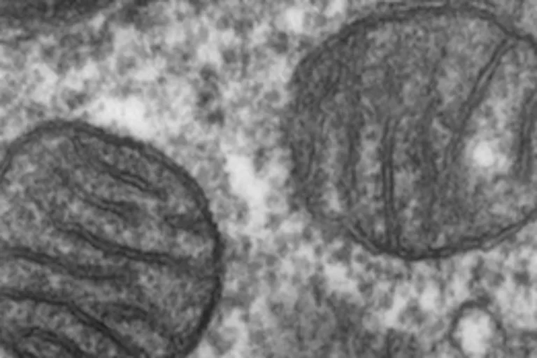 Teitell Comments on Mitalipov lab Nature Study on Mitochondrial Swap in The Scientist