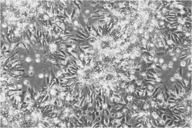 Stem Cell Research