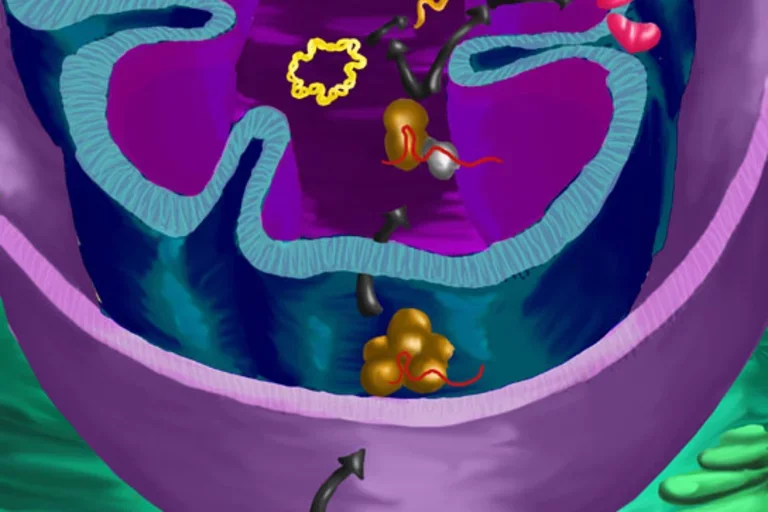 repairing mutations in human mitochondria