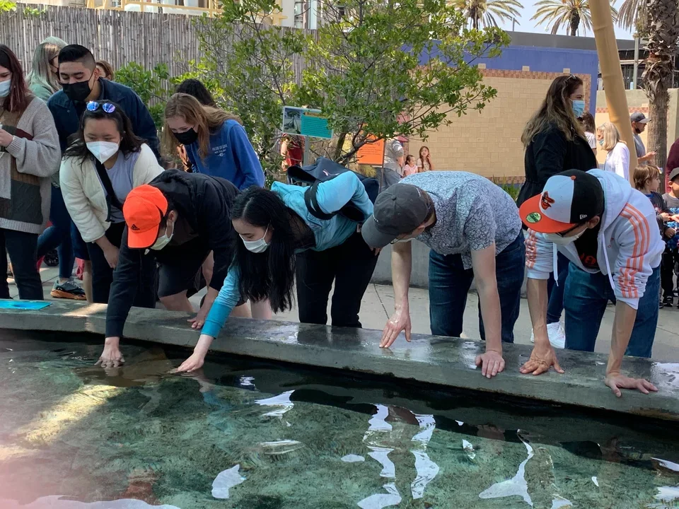 Lab members lean over an open tank at the Long Beach Aquarium to pet sting rays