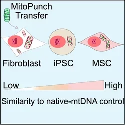 Graphical Abstract - Similarity to native-mtDNA control
