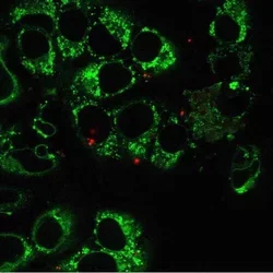 UCLA Researchers Use a Nanoblade to Transfer Mitochondria into Living Cells
